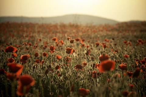 Alternativtext Mohnblumenfeld vor Berg am Horizont