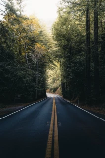 Alternativtext Straße im Wald